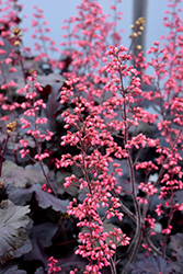 Timeless Night Coral Bells (Heuchera 'Timeless Night') at Valley View Farms