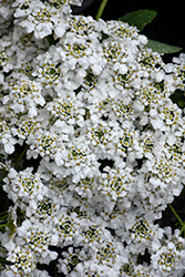 Snowsurfer Forte Candytuft (Iberis sempervirens 'Forte') at Valley View Farms