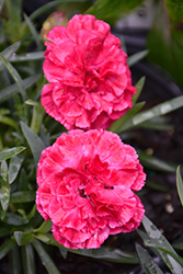 Fruit Punch Raspberry Ruffles Pinks (Dianthus 'Raspberry Ruffles') at Valley View Farms