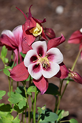 Earlybird Red and White Columbine (Aquilegia 'PAS1258484') at Valley View Farms