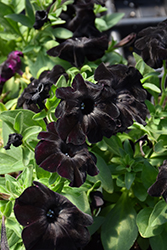 Black Magic Petunia (Petunia 'Black Magic') at Valley View Farms