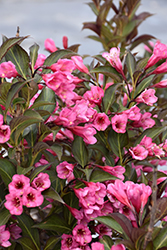 Wine and Roses Weigela (Weigela florida 'Alexandra') at Valley View Farms