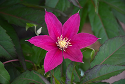 Boulevard Acropolis Clematis (Clematis 'Evipo078') at Valley View Farms