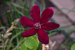 Westerplatte Clematis (Clematis 'Westerplatte') at Valley View Farms