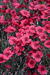 Eastern Star Pinks (Dianthus 'Red Dwarf') at Valley View Farms