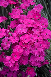 Neon Star Pinks (Dianthus 'Neon Star') at Valley View Farms