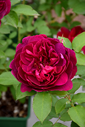 Darcey Bussell Rose (Rosa 'Darcey Bussell') at Valley View Farms