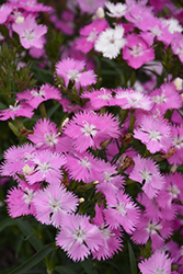 First Love Pinks (Dianthus 'First Love') at Valley View Farms