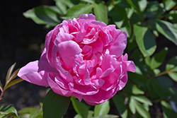 Dr. Alexander Fleming Peony (Paeonia 'Dr. Alexander Fleming') at Valley View Farms