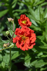 Blazing Sunset Avens (Geum 'Blazing Sunset') at Valley View Farms
