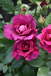 Intrigue Rose (Rosa 'Intrigue') at Valley View Farms
