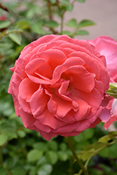 America Rose (Rosa 'JACclam') at Valley View Farms