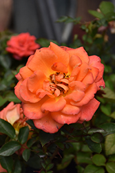 Amber Sunblaze Rose (Rosa 'Meiludoca') at Valley View Farms