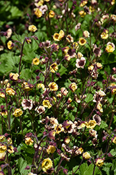 Tempo Yellow Avens (Geum 'Tempo Yellow') at Valley View Farms