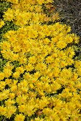 Yellow Ice Plant (Delosperma nubigenum) at Valley View Farms