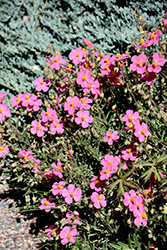 Wisley Pink Rock Rose (Helianthemum nummularium 'Wisley Pink') at Valley View Farms