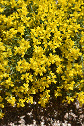 Vancouver Gold Woadwaxen (Genista pilosa 'Vancouver Gold') at Valley View Farms
