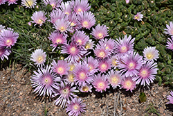 Lavender Ice Ice Plant (Delosperma 'Psfave') at Valley View Farms