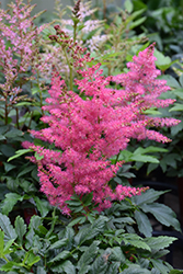 Younique Cerise Astilbe (Astilbe 'Verscerise') at Valley View Farms