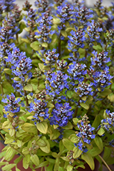 Feathered Friends Fancy Finch Bugleweed (Ajuga 'Fancy Finch') at Valley View Farms