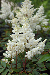 Younique White Astilbe (Astilbe 'Verswhite') at Valley View Farms