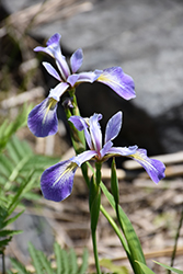 Blue Flag Iris (Iris versicolor) at Valley View Farms