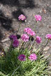 Nifty Thrifty Sea Thrift (Armeria maritima 'Nifty Thrifty') at Valley View Farms