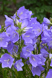 Takion Blue Peachleaf Bellflower (Campanula persicifolia 'Takion Blue') at Valley View Farms