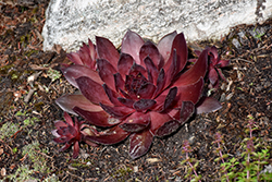 SuperSemp Onyx Hens And Chicks (Sempervivum 'SuperSemp Onyx') at Valley View Farms