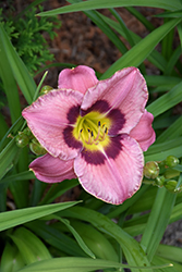 Always Afternoon Daylily (Hemerocallis 'Always Afternoon') at Valley View Farms