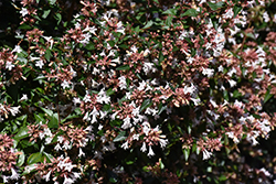Glossy Abelia (Abelia x grandiflora) at Valley View Farms