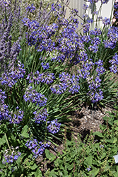 Galaxy Blue Agapanthus (Agapanthus 'Galaxy Blue') at Valley View Farms