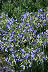 Little Galaxy Agapanthus (Agapanthus 'Little Galaxy') at Valley View Farms