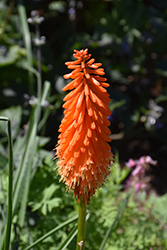 Poker Face Torchlily (Kniphofia 'Poker Face') at Valley View Farms