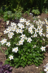 Wild Swan Anemone (Anemone 'Macane001') at Valley View Farms