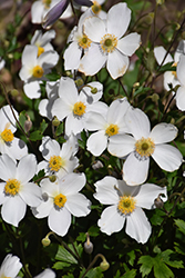 Wild Swan Anemone (Anemone 'Macane001') at Valley View Farms