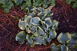 School Mouse Hosta (Hosta 'School Mouse') at Valley View Farms