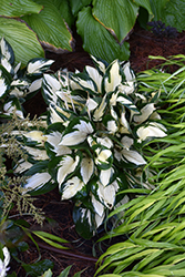 Fire and Ice Hosta (Hosta 'Fire and Ice') at Valley View Farms