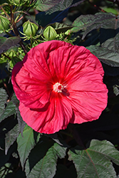 Mars Madness Hibiscus (Hibiscus 'Mars Madness') at Valley View Farms