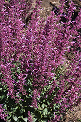 Meant to Bee Royal Raspberry Hyssop (Agastache 'Royal Raspberry') at Valley View Farms