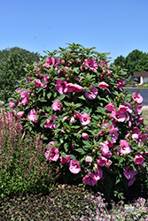 Summerific Candy Crush Hibiscus (Hibiscus 'Candy Crush') at Valley View Farms