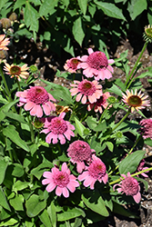 Double Dipped Rainbow Sherbet Coneflower (Echinacea 'Rainbow Sherbet') at Valley View Farms