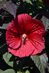 Midnight Marvel Hibiscus (Hibiscus 'Midnight Marvel') at Valley View Farms