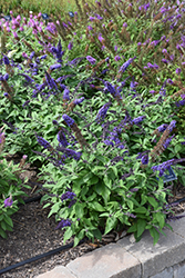 Pugster Blue Butterfly Bush (Buddleia 'SMNBDBT') at Valley View Farms