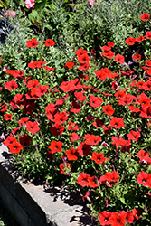 Easy Wave Red Petunia (Petunia 'Easy Wave Red') at Valley View Farms