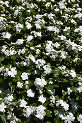 Titan Pure White Vinca (Catharanthus roseus 'Titan Pure White') at Valley View Farms