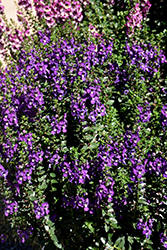Archangel Purple Angelonia (Angelonia angustifolia 'Balarcpurpi') at Valley View Farms