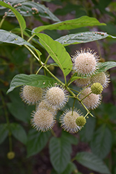 Sugar Shack Button Bush (Cephalanthus occidentalis 'SMCOSS') at Valley View Farms