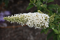 Pugster White Butterfly Bush (Buddleia 'SMNBDW') at Valley View Farms
