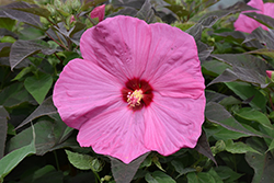 Head Over Heels Adore Hibiscus (Hibiscus 'RutHib3') at Valley View Farms